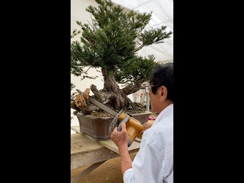Kimura creates a massive Taxus Bonsai #shorts  #plants #tree #japan