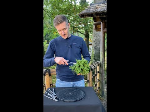 Designing a Japanese cedar Bonsai (Cryptomeria) #shorts  #plants #diy #craft