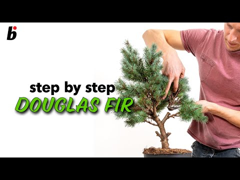 Douglas fir:  Wiring and positioning the main branches