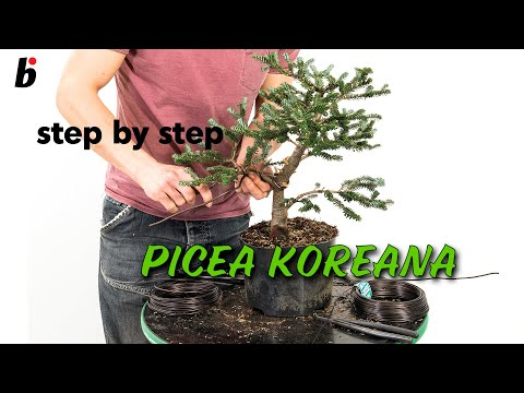 PICEA KOREANA:  Removing branches