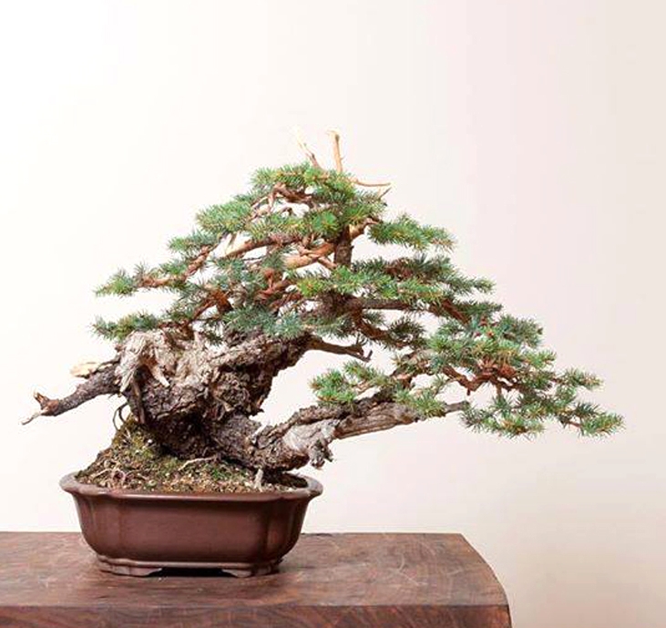 The Bonsai Wagon Is On Its Way! | Bonsai Bark