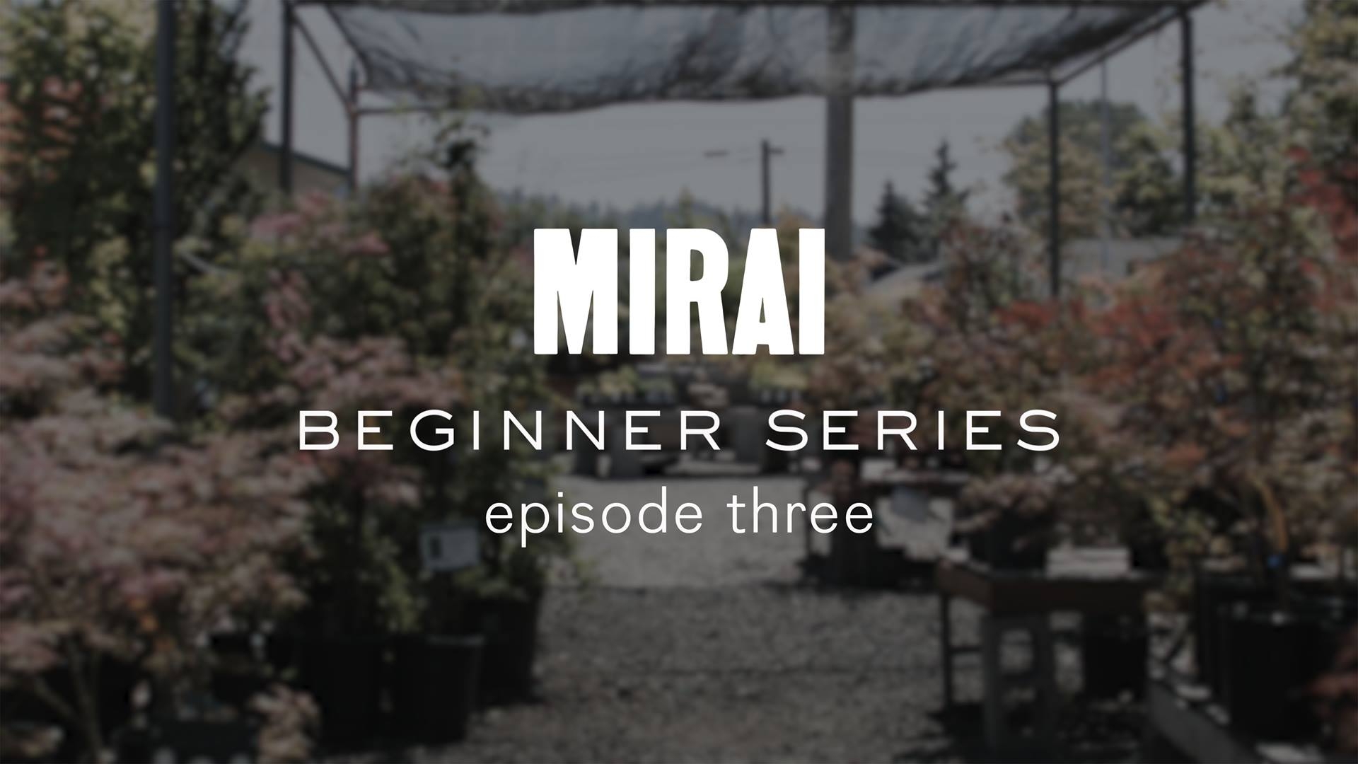 In this episode of our series for bonsai
