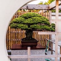 Sakura Orihon: Diary of a Cherry Blossom Journey