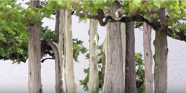 Sign Up | National Bonsai Foundation