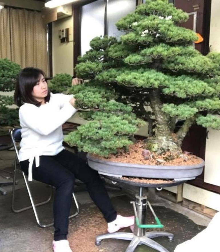 Bonsai Perfection – Time to Dream | Bonsai Bark