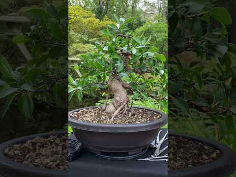 From simple plant to Bonsai tree - styling a Ficus  #indoorbonsai #tropicalbonsai #bonsai